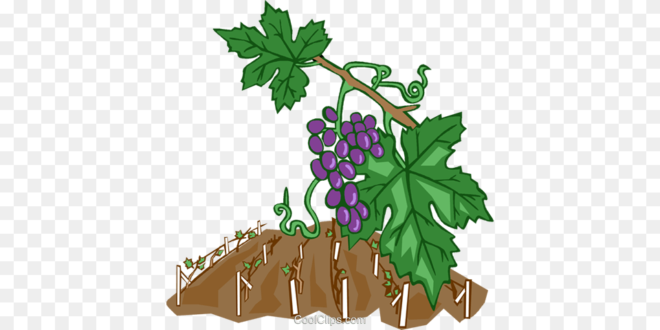 Grape Vines Royalty Vector Clip Art Illustration, Food, Fruit, Grapes, Plant Free Png