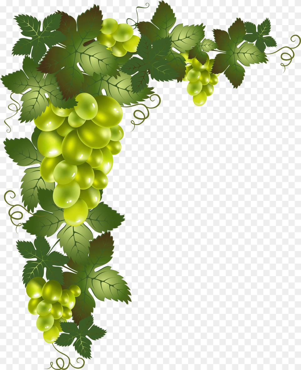 Grape Vines Transparent Background Grape Vine Clipart, Food, Fruit, Grapes, Plant Png Image