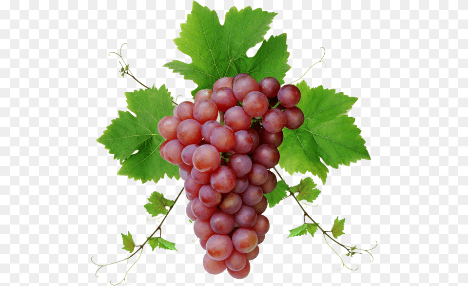 Grapegrape Leavesseedless Fruitgrapevine Seed Extract Grape, Food, Fruit, Grapes, Plant Png Image