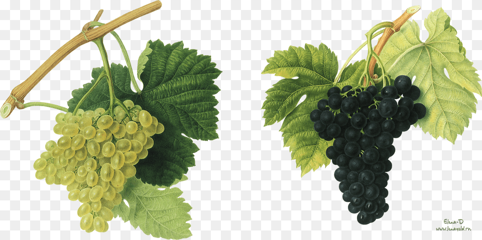 Grapes Background, Food, Fruit, Plant, Produce Free Png