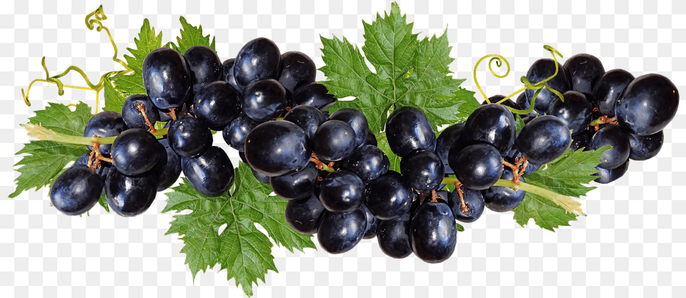 Grapes Black Fruit Vine Garden Nature Cut Out Black Grape, Berry, Food, Plant, Produce Free Png Download