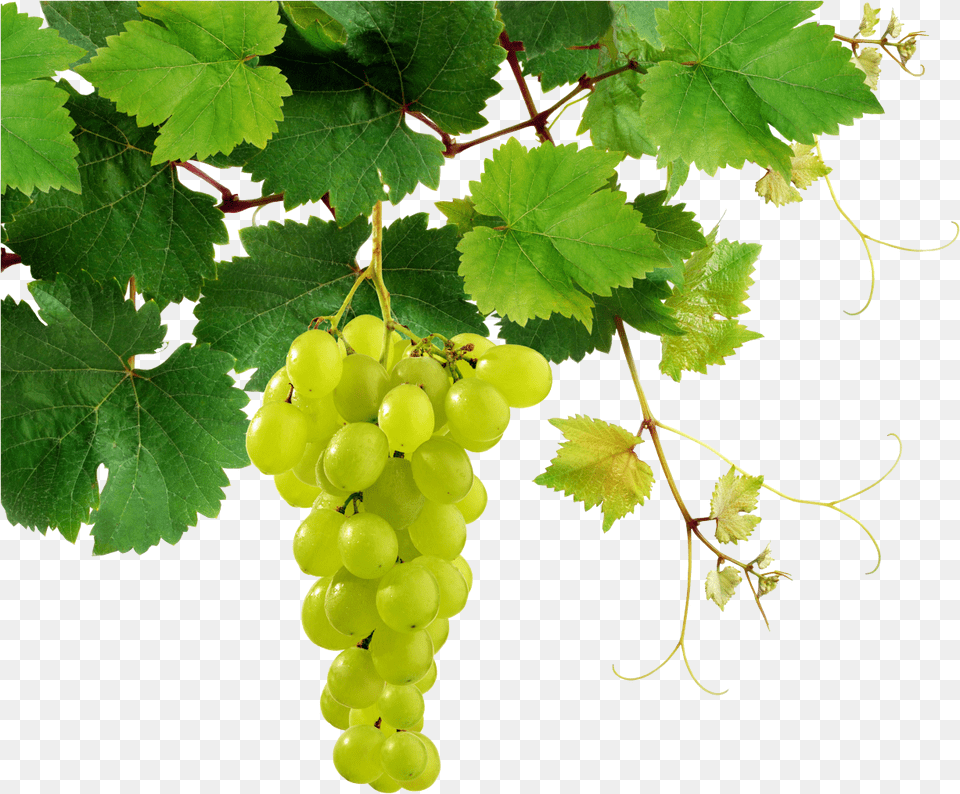 Grapes Free Download Grape, Food, Fruit, Plant, Produce Png