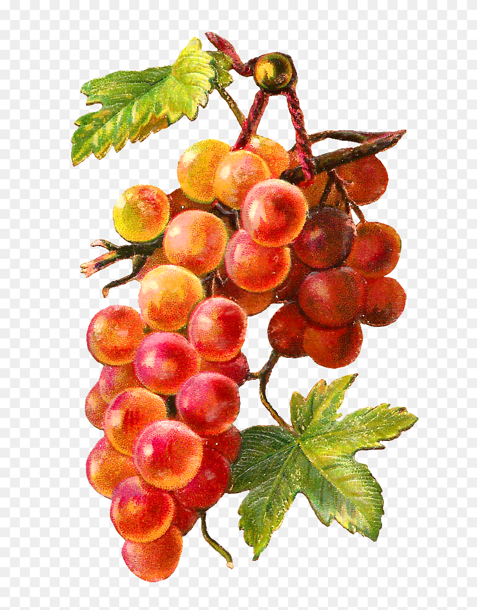 Grapes Fruit Clip Art Grape Image Picture, Food, Plant, Produce Free Transparent Png