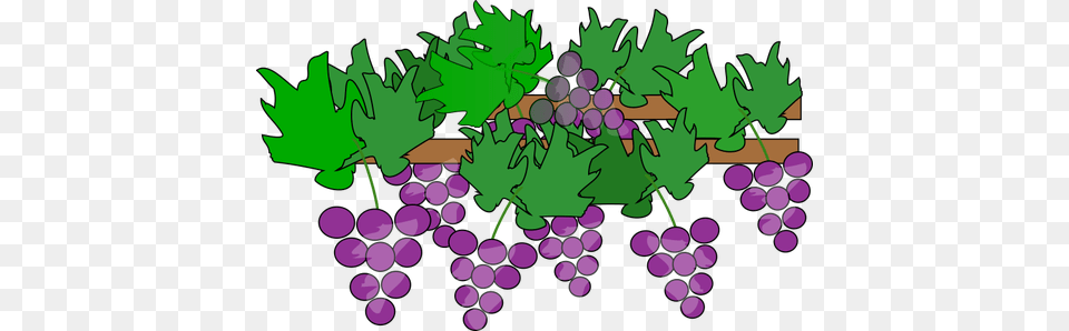 Grapes Growing, Food, Fruit, Plant, Produce Png