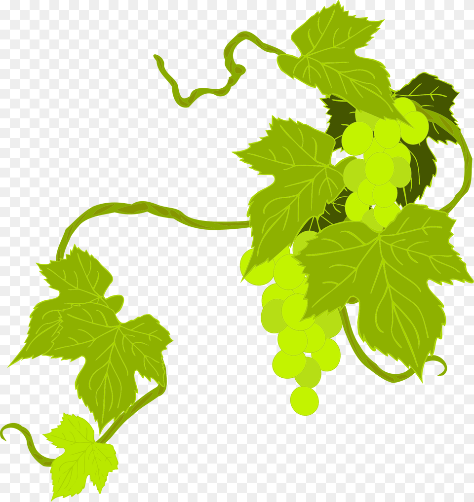 Grapes Illustration Clipart, Food, Fruit, Plant, Produce Png Image