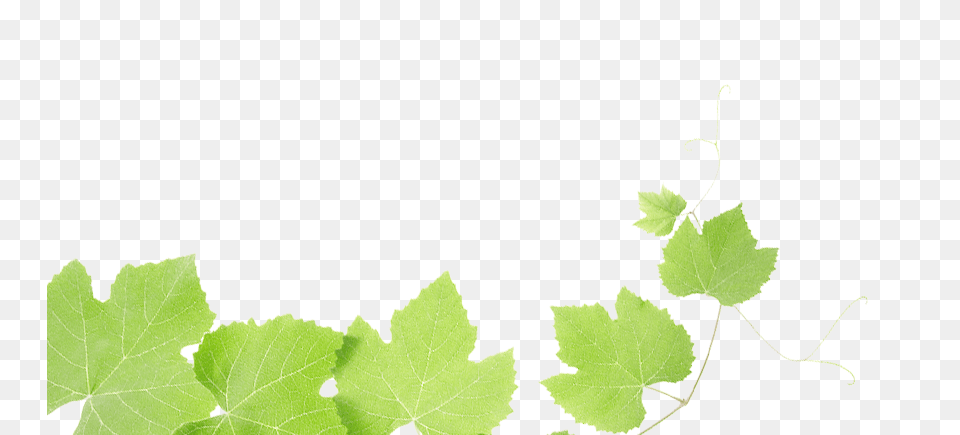 Grapes Leaves Beat Depression One Step, Leaf, Plant, Vine Png Image