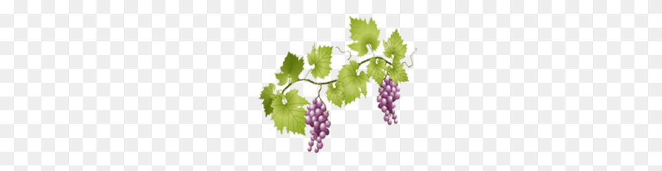 Grapes On Vine, Food, Fruit, Plant, Produce Png Image