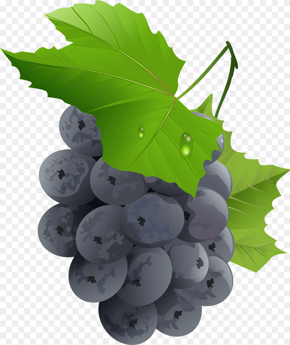 Grapes Transparent Clip Art Imageu200b Gallery Png Image