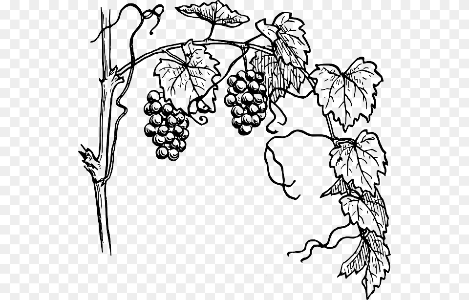 Grapes Tree Drawing, Vine, Produce, Plant, Fruit Free Png Download