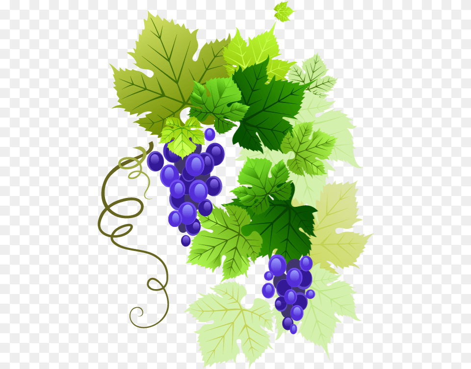 Grapes Vine Vines Stems Decoration Borders Terrieasterly Grape Vine Transparent Background, Food, Fruit, Plant, Produce Free Png Download