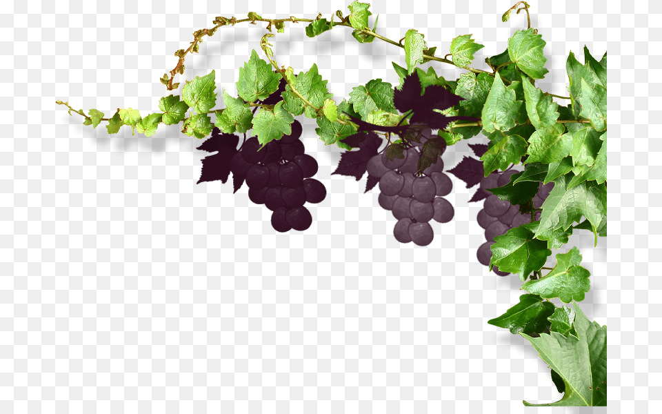 Grapes Vine Vines Stems Decoration Borders Terrieasterly Vine Grape, Leaf, Plant, Ivy, Flower Free Png Download
