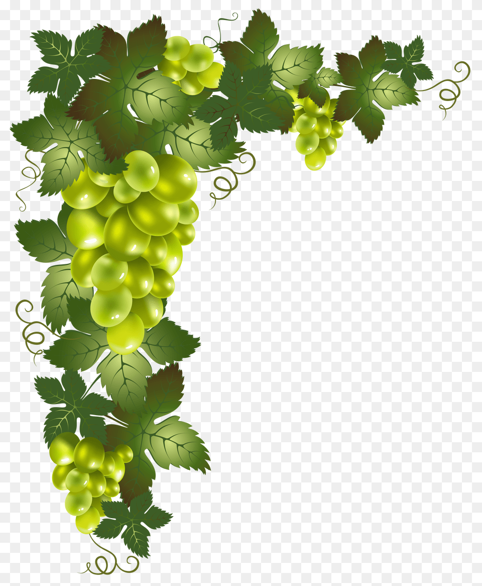 Grapes Vines Vines, Food, Fruit, Plant, Produce Png Image