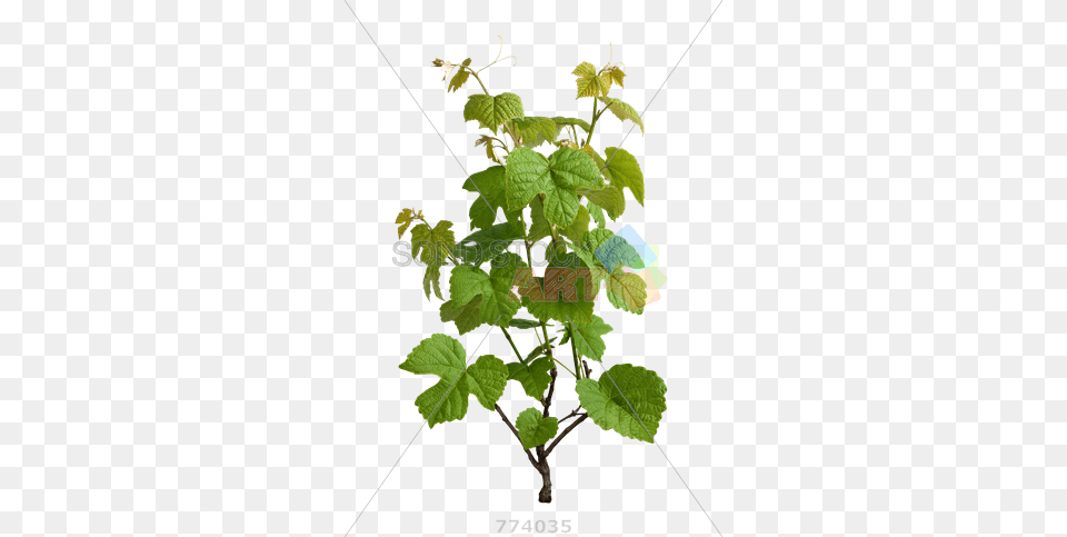 Grapevine, Leaf, Plant, Vine, Flower Png