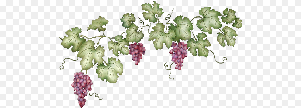 Grapevine, Food, Fruit, Grapes, Plant Free Transparent Png
