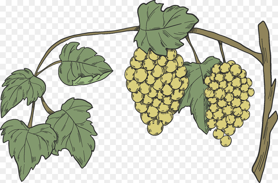 Grapevine Clipart, Food, Fruit, Plant, Produce Free Png Download