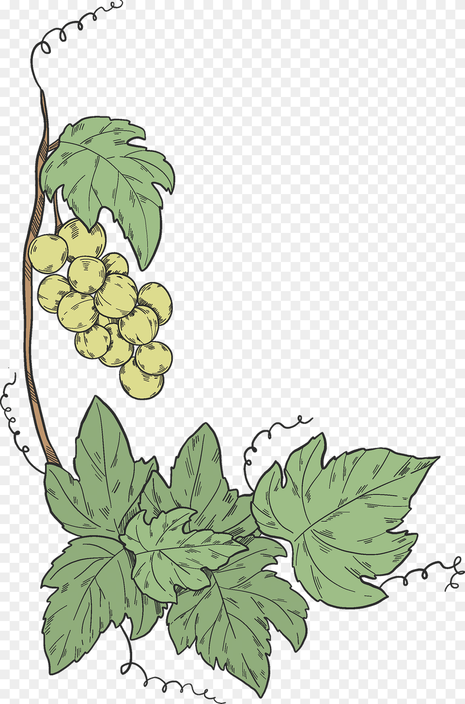 Grapevine Clipart, Leaf, Plant, Food, Fruit Png Image