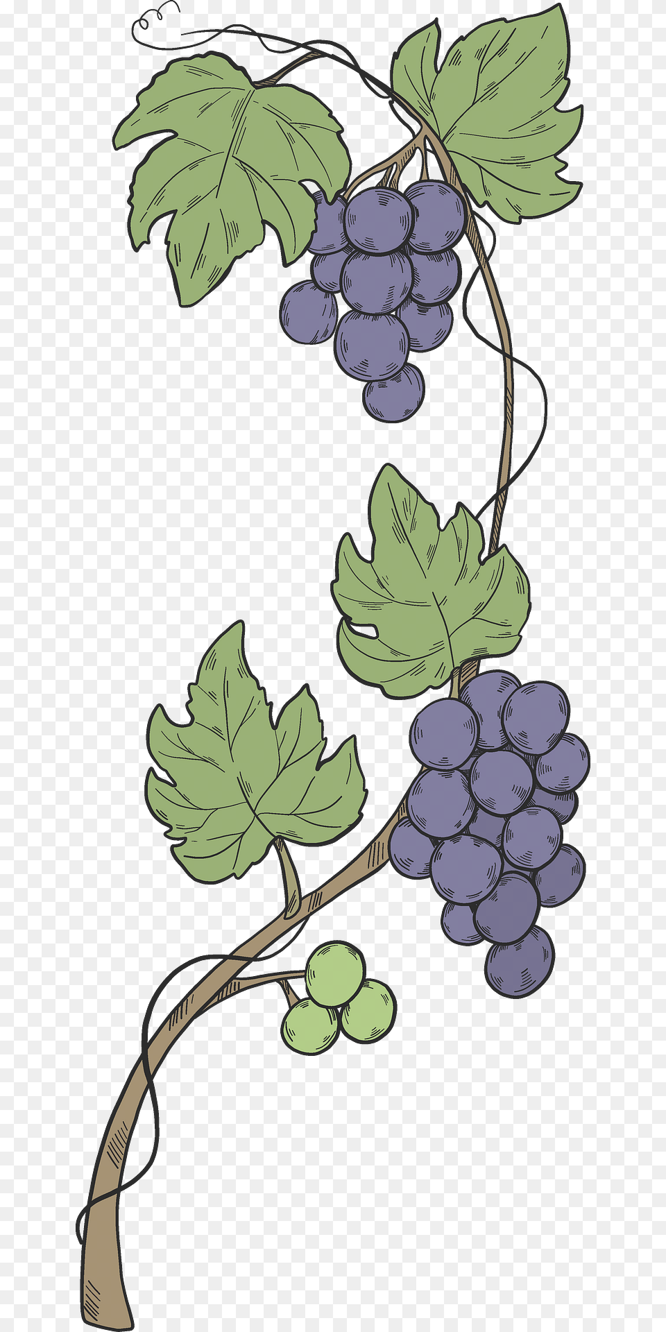 Grapevine Clipart, Food, Fruit, Grapes, Plant Free Transparent Png