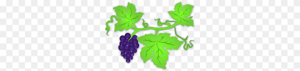 Grapevine Clipart, Food, Fruit, Grapes, Plant Png