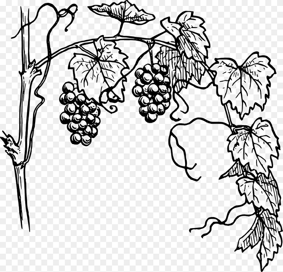 Grapevine Clipart, Food, Fruit, Plant, Produce Png Image