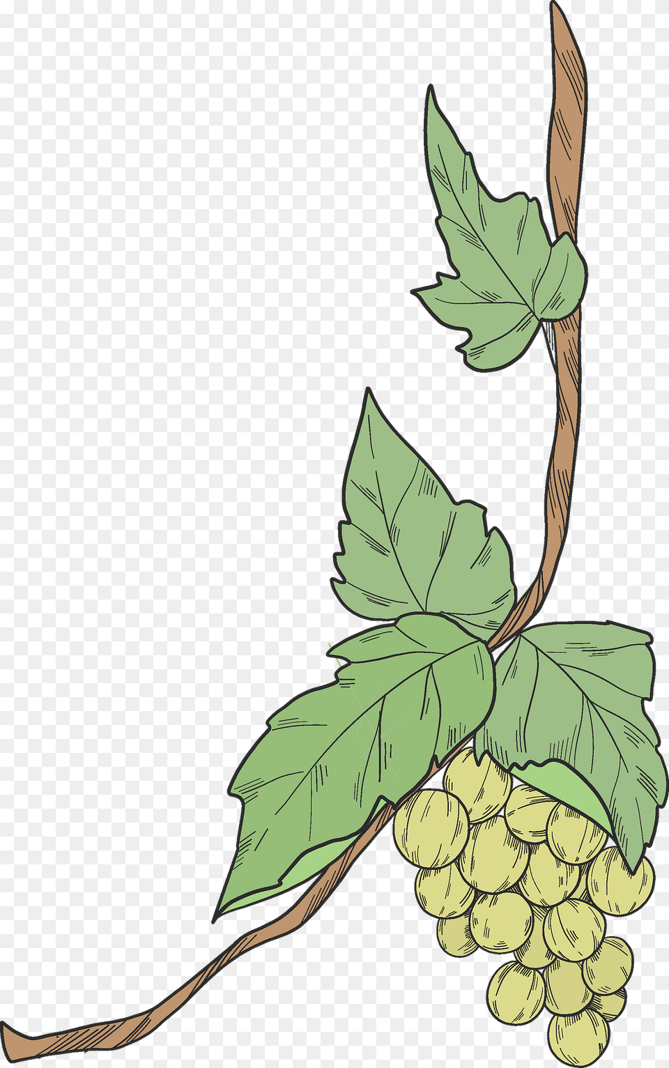Grapevine Clipart, Leaf, Plant, Vine, Food Png Image