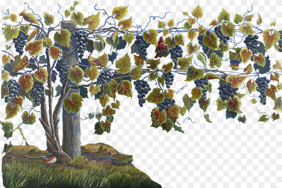 Grapevine Clipart Watercolor Grape Vine Plant, Painting, Art, Produce, Food Free Png