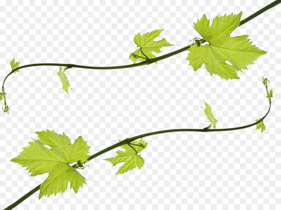 Grapevine Hd, Leaf, Plant, Vine Free Transparent Png