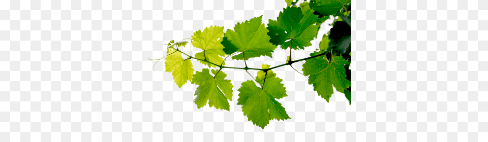 Grapevine Leaves, Leaf, Plant, Vine, Tree Free Png Download