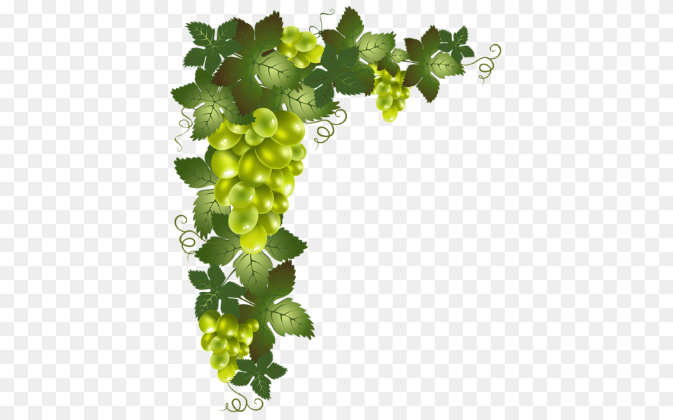 Grapevine Photos, Food, Fruit, Grapes, Plant Free Png