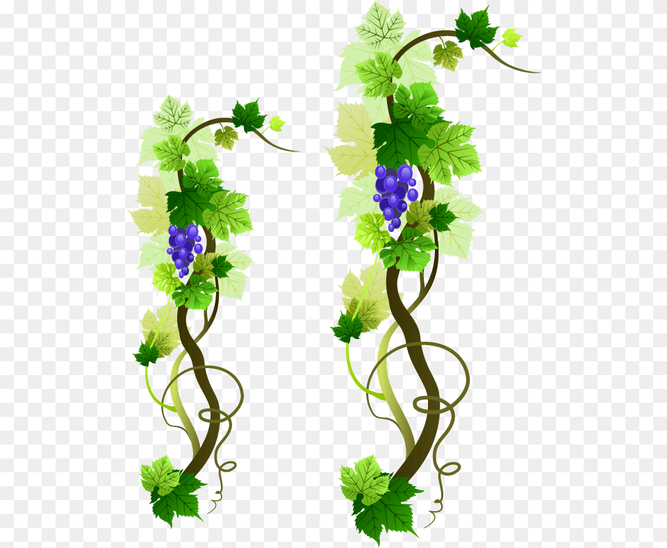 Grapevine Picture, Plant, Vine, Leaf, Food Free Png
