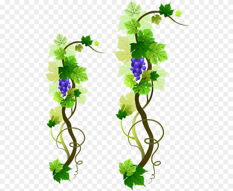 Grapevine Picture Grape Vines Vector, Plant, Vine, Food, Fruit Png Image