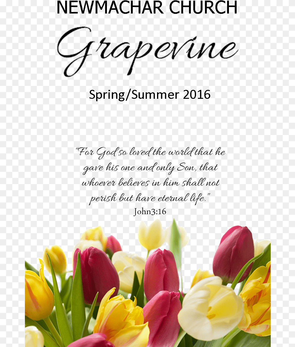 Grapevine S S Flowers For Birthday Tulip, Flower, Flower Arrangement, Flower Bouquet, Plant Png Image