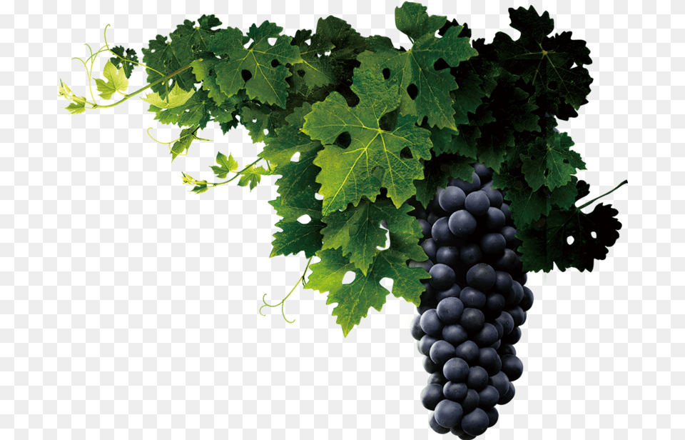 Grapevine Grape Vine, Food, Fruit, Grapes, Plant Free Transparent Png