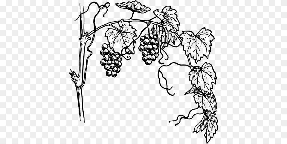 Grapevine With Its Branch Vector Clip Art, Gray Png
