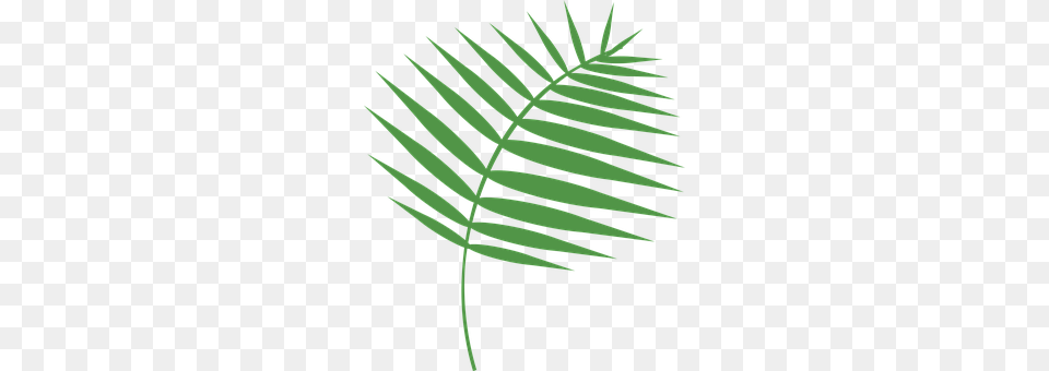 Graphic Leaf, Plant, Fern, Tree Png
