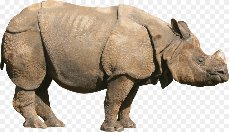 Graphic Black And White Image Indian Rhinoceros One Horned Rhinoceros, Animal, Mammal, Rhino, Wildlife Free Png Download