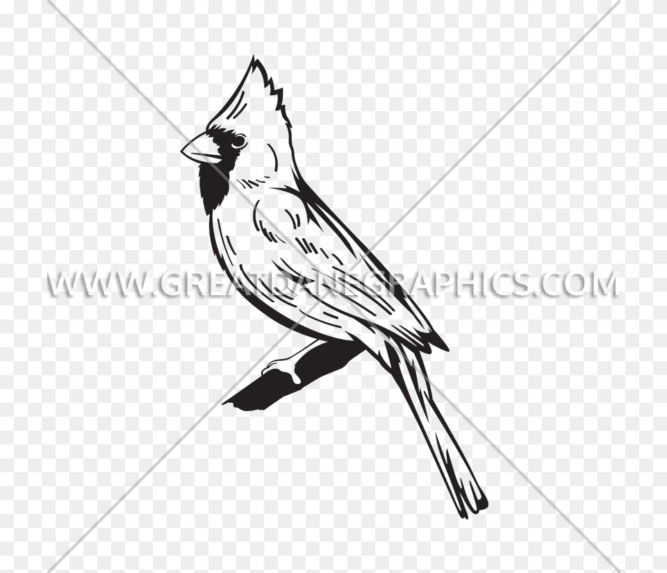 Graphic Black And White Library Cardinal Svg Line Drawing Cardinal Logo Bird White And Black, Animal, Jay, Person Png Image