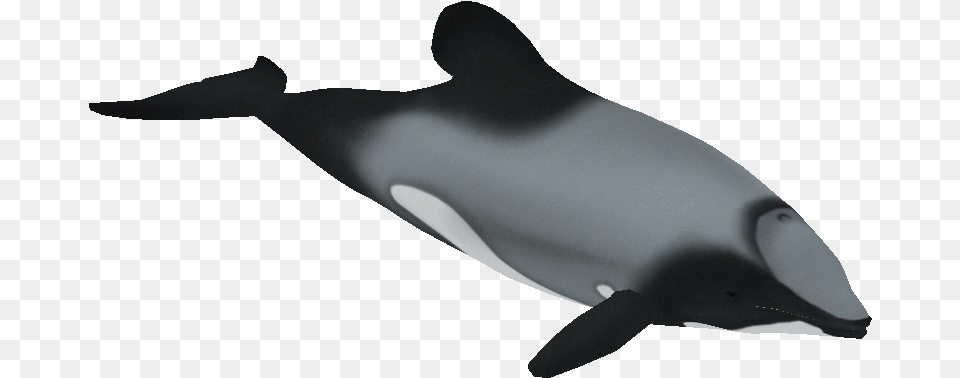 Graphic Black And White S Zeta Designs Zt Maui Dolphin Transparent, Animal, Sea Life, Mammal, Whale Png