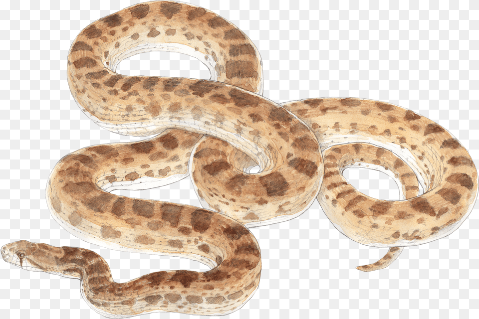 Graphic Black And White Wildlife Chuck Todd Artist Bull Snake No Background, Animal, Reptile Png