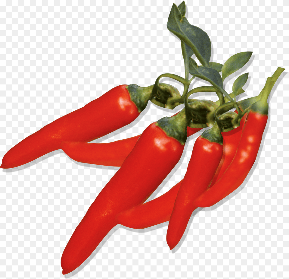 Graphic Capsicum Annuum Pepper Fruit Pepper, Produce, Food, Vegetable, Plant Free Transparent Png