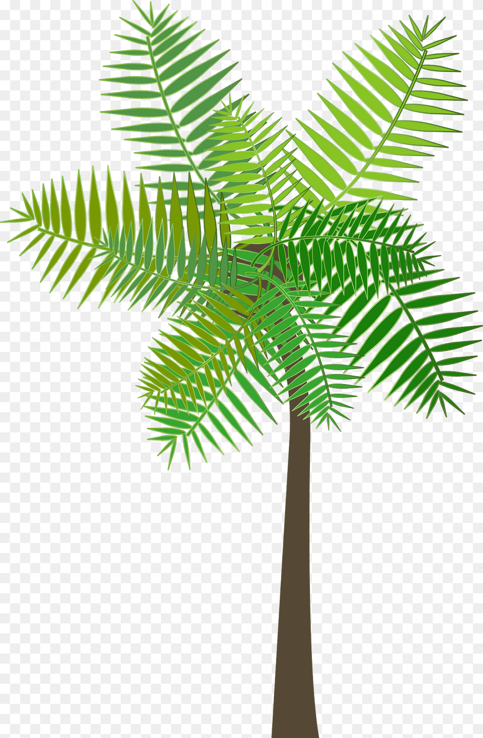 Graphic Clipart, Fern, Tree, Plant, Palm Tree Free Transparent Png