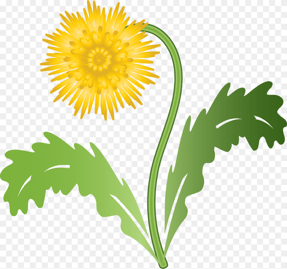 Graphic Clipart, Flower, Plant, Daisy, Dandelion Free Transparent Png