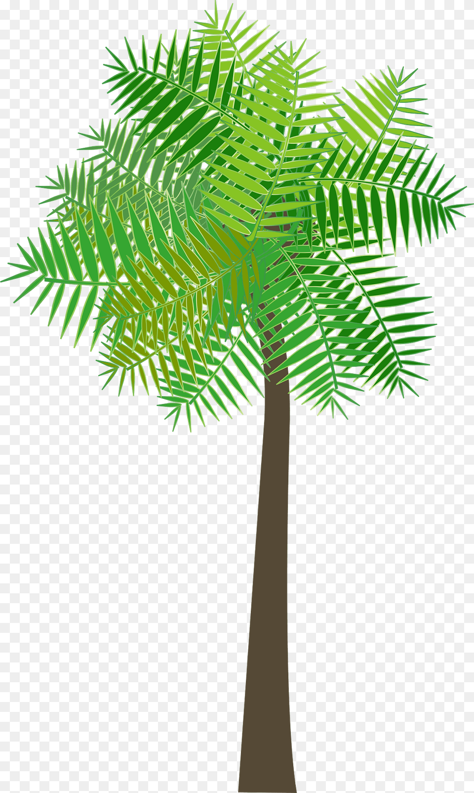 Graphic Clipart, Fern, Tree, Plant, Palm Tree Png