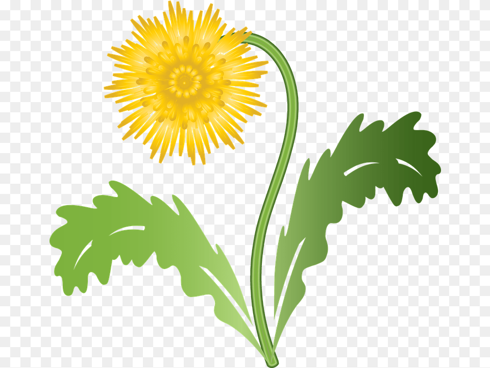 Graphic Dandelion Flower Free Vector G Yellow Dandelion Clip Art, Plant, Daisy Png