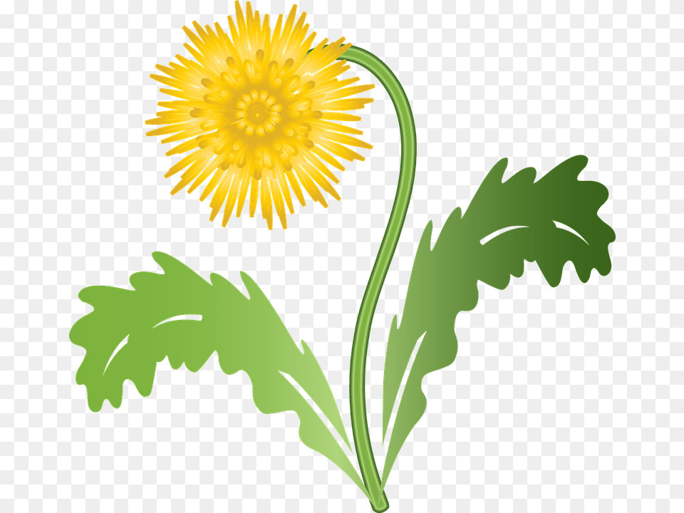 Graphic Dandelion Flower Weed Plant Summer Meadow Dandelion Graphic, Daisy Free Png