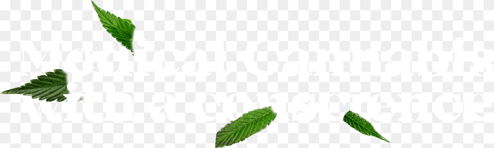 Graphic Design, Herbal, Herbs, Leaf, Plant Free Png