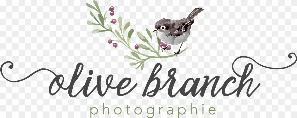 Graphic Design, Animal, Bird, Sparrow, Finch Png Image