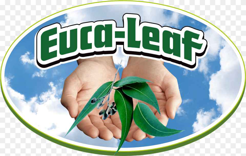 Graphic Design, Leaf, Plant, Herbal, Herbs Free Png