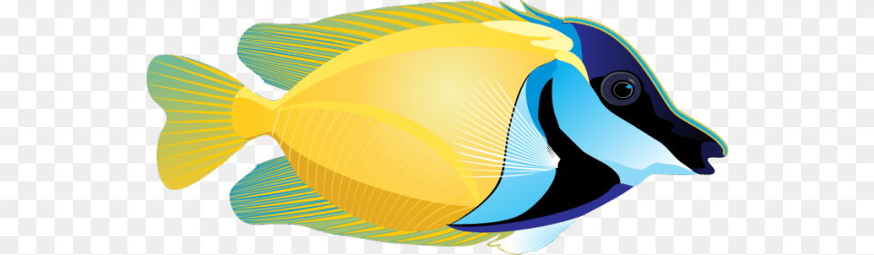 Graphic Design Fish Pictures Fish Fish Clipart, Animal, Sea Life, Surgeonfish, Angelfish Png