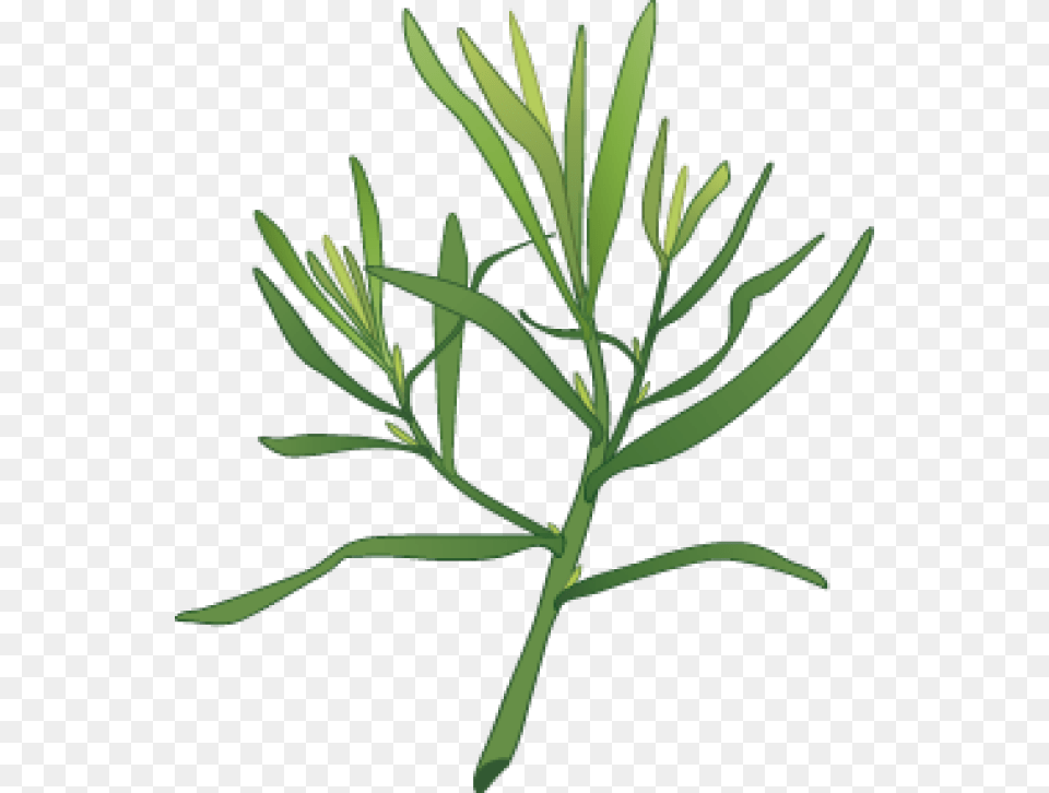 Graphic Design Tarragon Herbal Fan Board Herbs, Grass, Plant, Flower, Bud Free Transparent Png