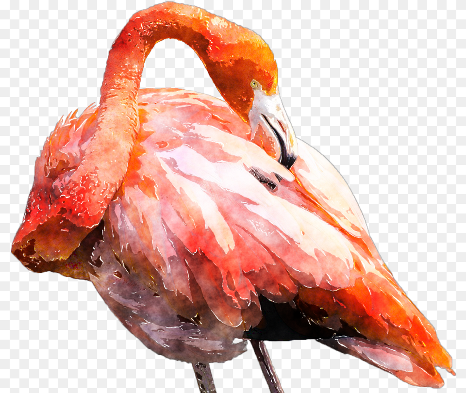Graphic Flamingo Clipart Watercolor Watercolor Painting, Animal, Beak, Bird, Fish Free Png